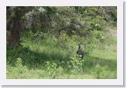 08AkageraAllDayGameDrive - 053 * Helmeted Guineafowl.